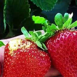 Саджанець Agro-Market Полуниця Луїза (Louise) (ремонтантний сорт) 5 шт. в пакуванні (37289)