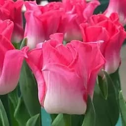 Тюльпан "Crown Of Dynasty" (50706) 2 шт