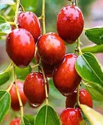 Саджанець Agro-Market Зизифус Я-цзао (перехресне запилення садити по 2 саджанця різного ґатунку) 1 шт. в упаковці (25926)