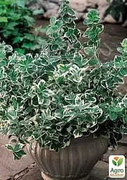 Саджанець Agro-Market Бересклет Форчуна 2-х річний Emerald Gaiety (висота 20-40см) (114816) - мініатюра 3