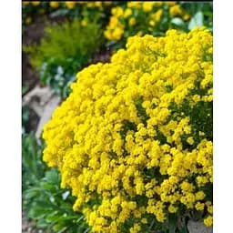 Алисум скальный Gold Kobold (неприхотливое многолетнее растение) (190688) 1 саженец