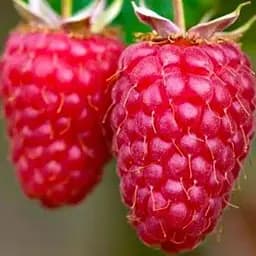 Малина Agro-Market "Willamette" (ранний срок созревания, сорт хорошо устойчив к болезням) 1-летний саженец (189464) 1 шт в упаковке