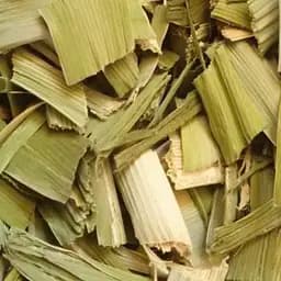 100 г рогоз/бочарная/куга шириколистный трава