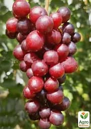 Саджанець Agro-Market Виноград кишмиш Червона Калина (рання, велика, солодка, ягода селекції США) 1 шт. в пакуванні (182244) - мініатюра 2