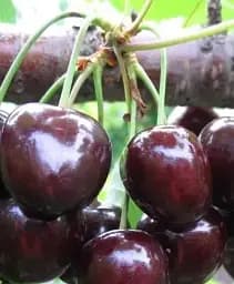 Саженец Agro-Market Черешня Мелитопольская черная крупноплодная (летний сорт, ранне-средний срок созревания) 1 шт. в упаковке (15779)