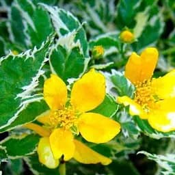 Саджанець Agro-Market Керія японська Picta (Variegata) (48851)