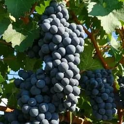 Саджанець Agro-Market Виноград Буффало (винний сорт, ранньо-середній термін дозрівання, неукривний) 1 шт. в пакуванні (63658)