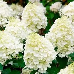 Гортензия 3-х летняя метельчатая "Silver Dollar" (176644) 1 саженец