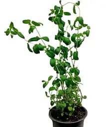 Саджанець Agro-Market М'ята Berry and Cream Корневище 1 шт. в упаковці (51883)