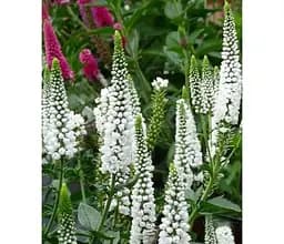 Саджанець Agro-Market Вероніка Колосиста Snow Candles (99172) 1 шт. в упаковці