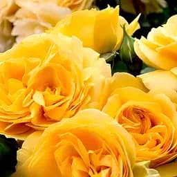 Роза флорибунда Agro-Market Julia Child саженец класса АА+ в контейнере (180836)