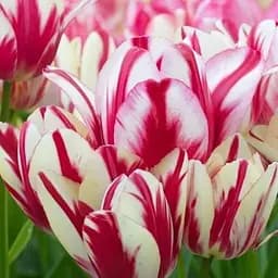 Саджанець Agro-Market Тюльпан Candy club  2 шт.