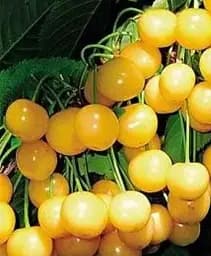 Саджанець Agro-Market Черешня жовта Денісена (літній сорт, середній термін дозрівання) 1 шт. в упаковці (118957)