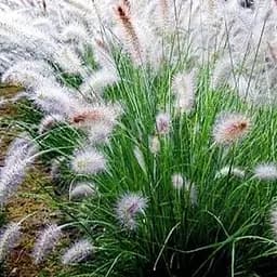 Пеннисетум лисохвостый Agro-Market Hameln вазон С2 (189792) 1 саженец в упаковке