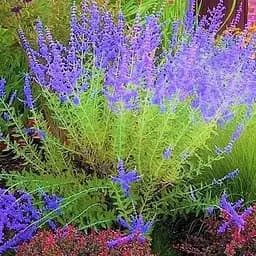 Перовскія "Blue Spire" (184019) 1 саженец