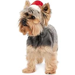 Ковпак для собак Pet Fashion новорічний S - мініатюра 4