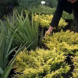 Ялівець горизонтальний "Lime Glow" (ком/сітка) діаметр 50-60 см (188430) 1 саджанець