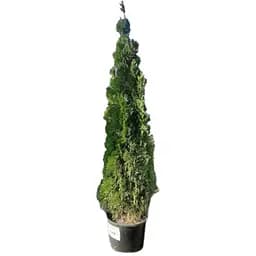 Туя западная Smaragd (ком/сетка) высота 200-220 см (179890) 1 саженец в упаковке