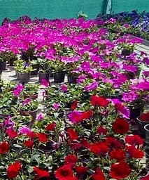 Сурфінія Double Cascade Orchid Mist (контейнер №10 висота 10-15 см) Agro-Market 1 саджанець в упаковці (48007) - мініатюра 2