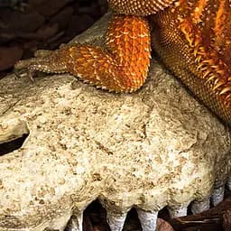 Крокодилячий череп Repti-Zoo Crocodile Skull M ERS34M 18x10x5,5 см - декоративне укриття для тераріуму та акваріуму - мініатюра 4