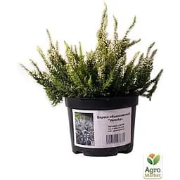Саджанець Agro-Market Верес вічнозелений Verenka (44146) 1 шт. в упаковці - мініатюра 4
