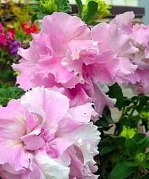 Сурфінія Double Cascade Orchid Mist (контейнер №10 висота 10-15 см) Agro-Market 1 саджанець в упаковці (48007)