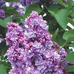 Саджанець Agro-Market Бузок темно-фіолетова Мішель Бюхнер (Miсhel Buchner) (61522)