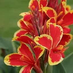 Канна Низькоросла "Lucifer" (72049) 1 шт