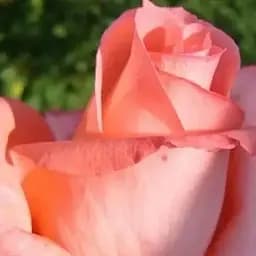 Троянда чайно-гібридна Agro-Market Nobilis саджанець класу АА+ вищий сорт 1 шт. в упаковці (181468)