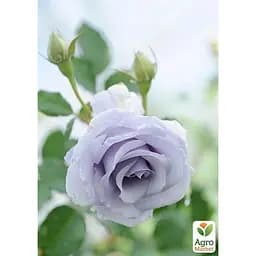 Троянда флорибунда Agro-Market Turn Blue саджанець класу АА+ вищий сорт 1 шт. в упаковці (181185) - мініатюра 2