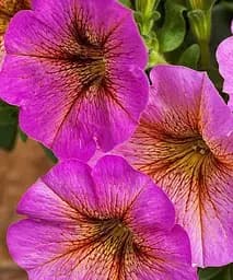 Петхоа Гібридна BeautiCal Sunray (контейнер №10 висота 10-15 см) Agro-Market 1 саджанець в упаковці (50337)