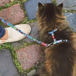 Набір для котів Шлея-повідець Max & Molly Harness Little Monsters 1 розмір  - мініатюра 2