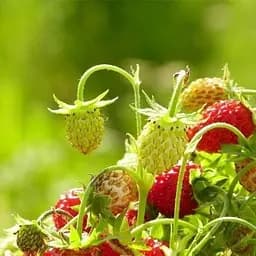 Саджанець Agro-Market Суницеполуниця Пенелопа (середньо-ранній термін дозрівання) 5 шт. в пакуванні (44692)