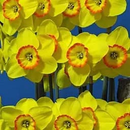 Нарцисс "Pacific Rim" (186340) 2 шт