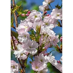 Саджанець Agro-Market Сакура 4-річна японська Аманогава вазон С7.5 висота 180-210 см 1 шт. в упаковці (182766)