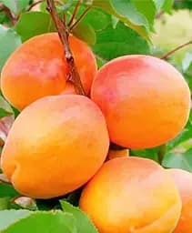 Саженец Agro-Market Абрикос Алеша (летний сорт, ранний срок созревания) 1 шт. в упаковке (178181)