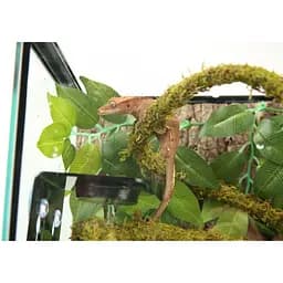 Ліана гнучка з натуральним мохом для тераріуму Repti-Zoo Artificial Moss Vine 1см x 2м (RV0210) - мініатюра 4