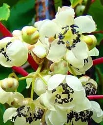 Саджанець Agro-Market Ківі чоловічий запильник Мальбек (Один саджанець запилює до 5-6 рослин) 1 шт. в упаковці (46129)