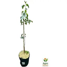 Саджанець Agro-Market Груша Киргизька вкорінена в контейнері (саджанець 2 роки) (101879) - мініатюра 3