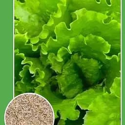 Насіння Весна Салат Латук 1.5 г (10186)