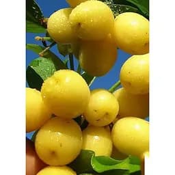 Саджанець Agro-Market Кизил жовтий Альоша 1 шт. в упаковці (42993)