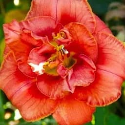 Саджанець Agro-Market Лілійник Rose Corsage  1 шт.