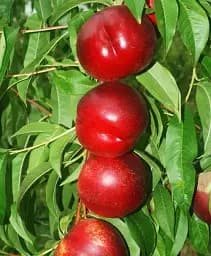 Саджанець Agro-Market Нектарин Біг Хейвен (лисий персик, новий, середньоранній термін дозрівання) 1 шт. в упаковці (63403)