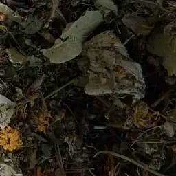 Збір трав'яний грудний при ангіні, бронхіті, пневмонії, застуді, 100 г, (Своє виробництво)