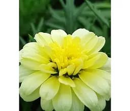 Саджанець Agro-Market Аргірантемум Double Primrose (контейнер № 10 висота 15 см) (50333) 1 шт. в упаковці