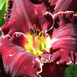 Лілійник "Velvet Throne" (сортовий вкорінений в контейнері С1,2) (186019) 1 саженец