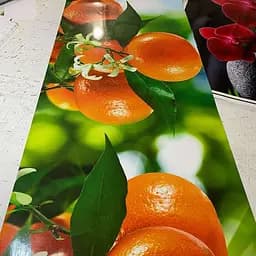 Кухонний фартух Мандарини ПВХ наклейка цитруси апельсини помаранчеві Зелений 65х250 см Happy Pocket Z180800 - мініатюра 9