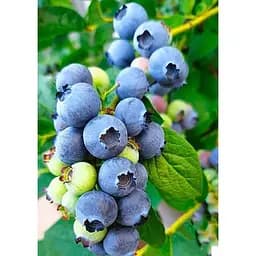 Саджанець Agro-Market Лохина (чорниця садова) рання Патріот (Patriot) дуже врожайна 1 шт. в упаковці (21313)