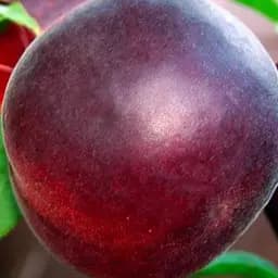 Саженец Agro-Market Абрикос Черный Персиковый (летний сорт, поздний срок созревания) (39859) 1 шт. в упаковке