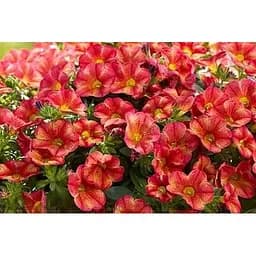 Калибрахоа Mini Famous Uno "Bakari" (189833) 1 саженец